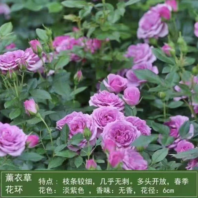 藤本月季苗营养杯苗自家育苗基地直发品种多样成活率高发全国