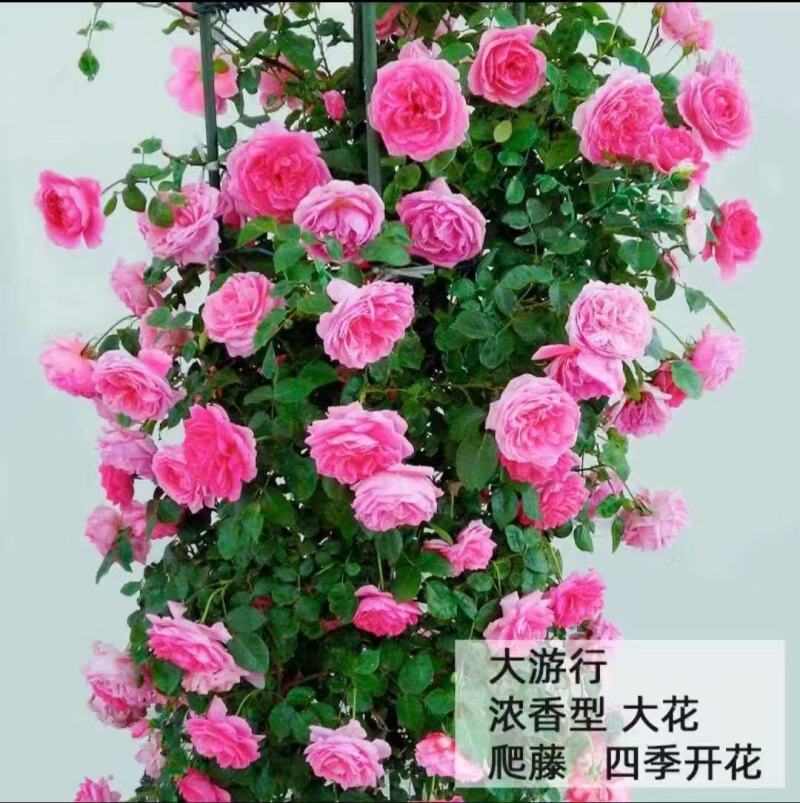 藤本月季苗营养杯苗自家育苗基地直发品种多样成活率高发全国