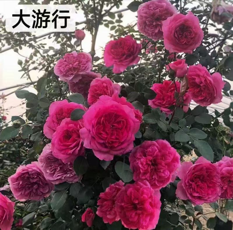 藤本月季苗营养杯苗自家育苗基地直发品种多样成活率高发全国