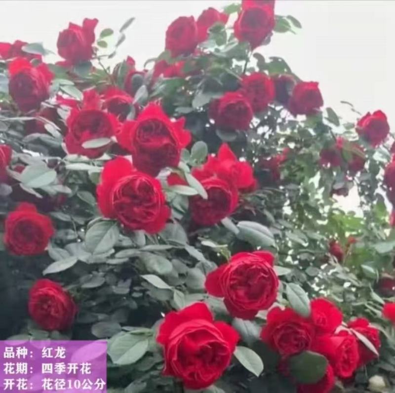 藤本月季苗营养杯苗自家育苗基地直发品种多样成活率高发全国