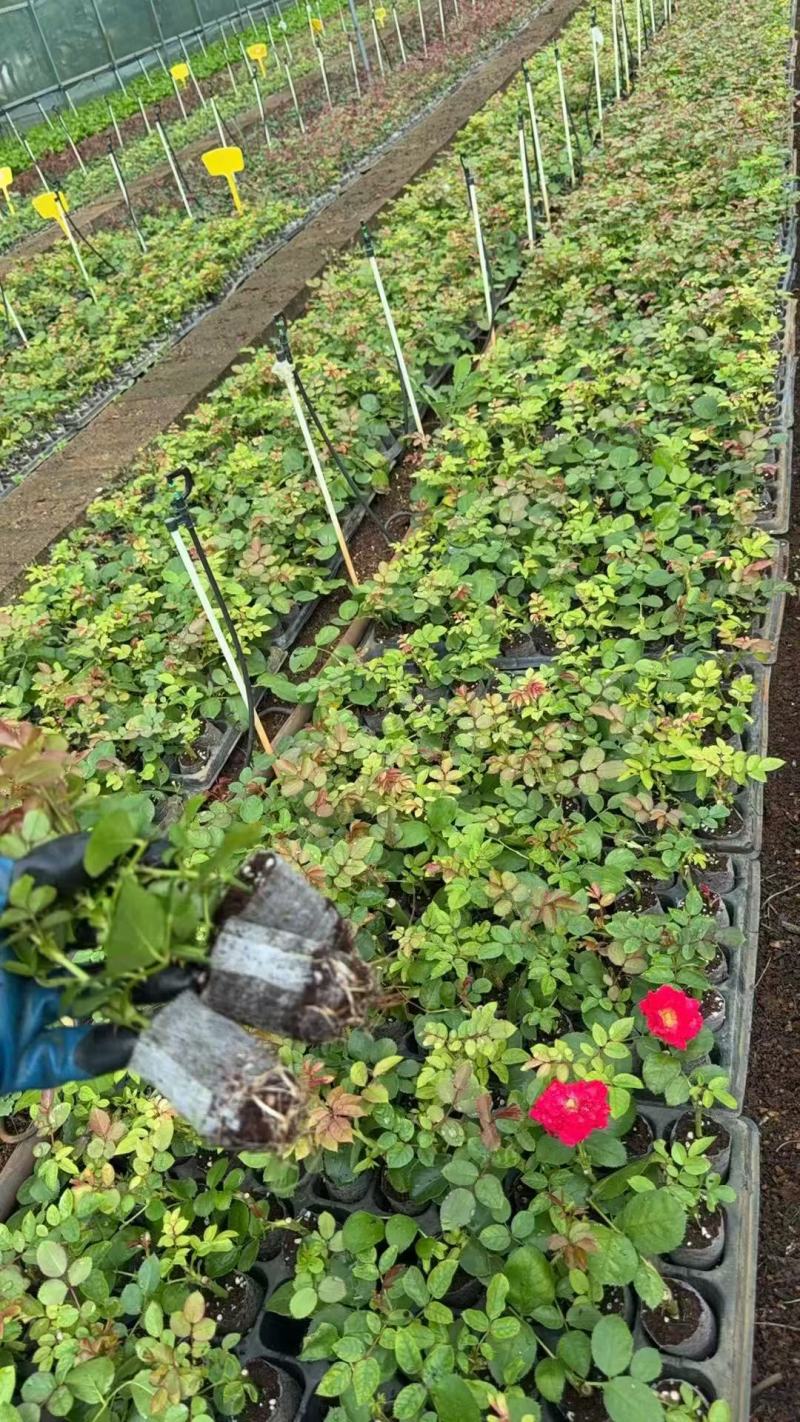 藤本月季苗营养杯苗自家育苗基地直发品种多样成活率高发全国