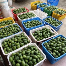 广东香水柠檬，一级，