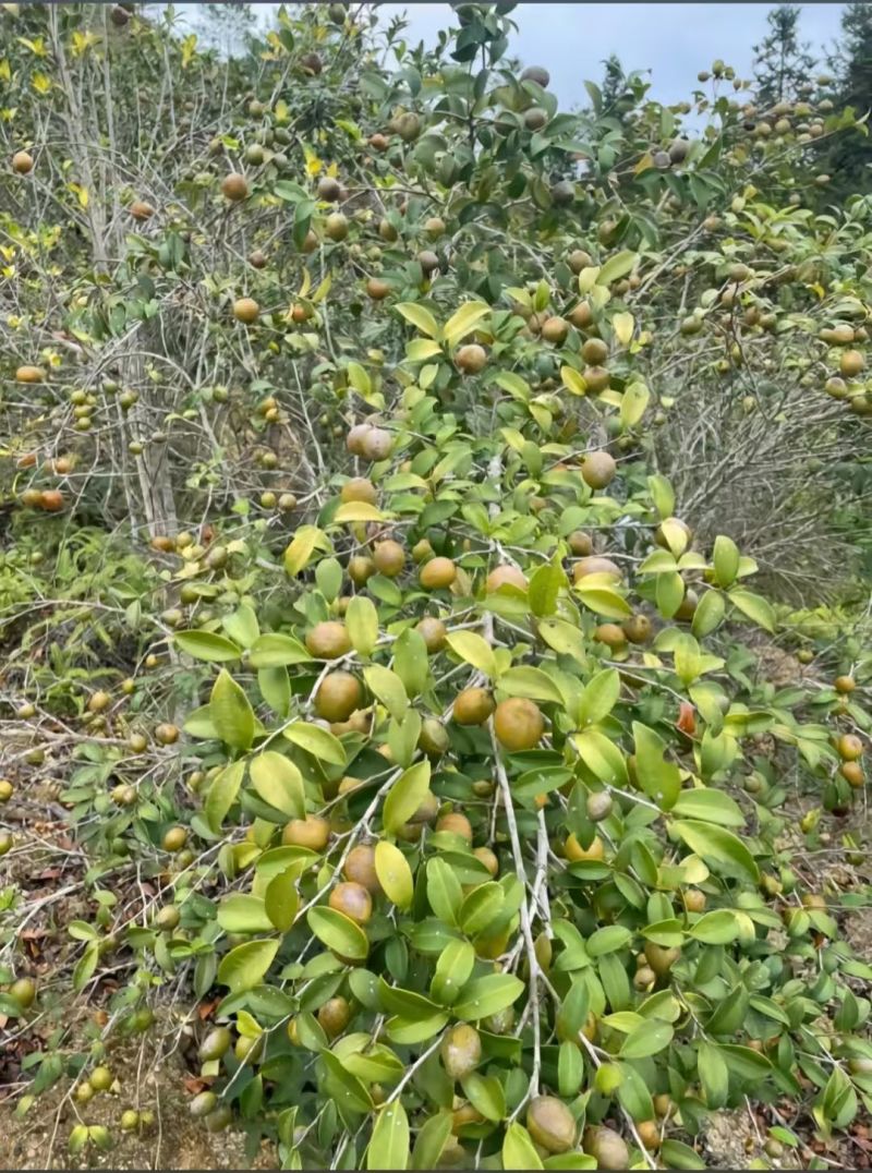 山茶油