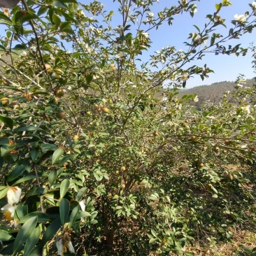 山茶油