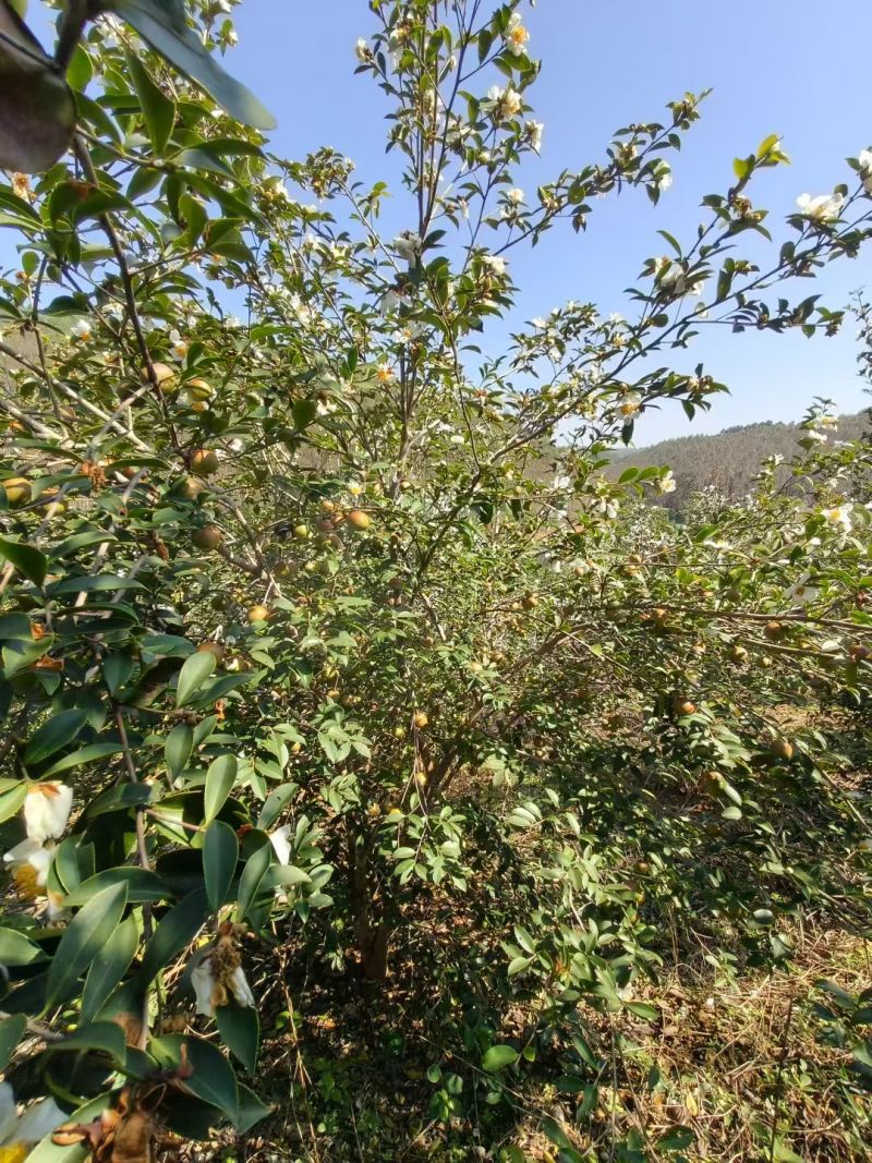 山茶油