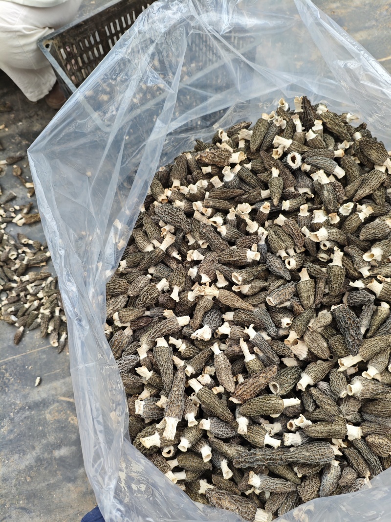 【推荐】羊肚菌干货一手货源基地直发价格优惠
