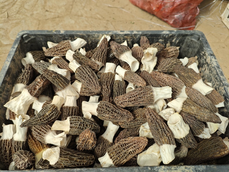 【推荐】羊肚菌干货一手货源基地直发价格优惠