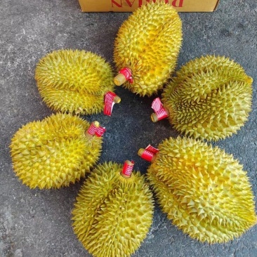 金枕榴莲一手批发价格，A果保5房，坏果包赔，货到付款