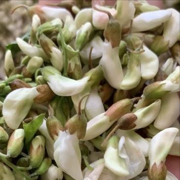 新鲜槐花产地直发商超电商一件代发