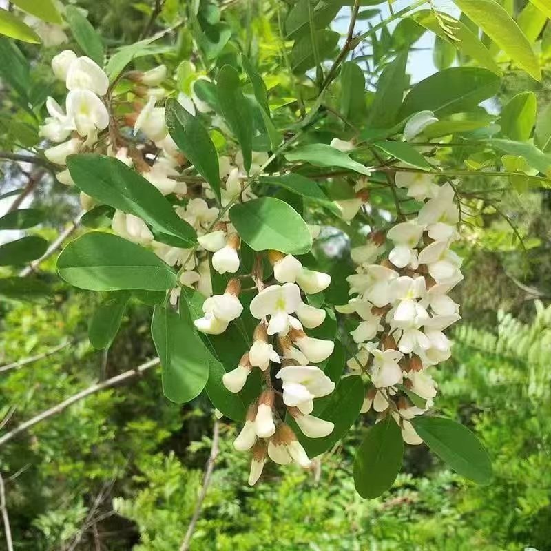 新鲜槐花产地直发商超电商一件代发