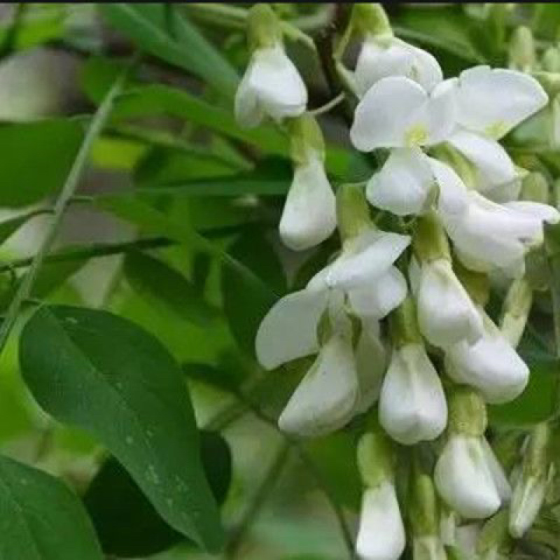 新鲜槐花产地直发商超电商一件代发