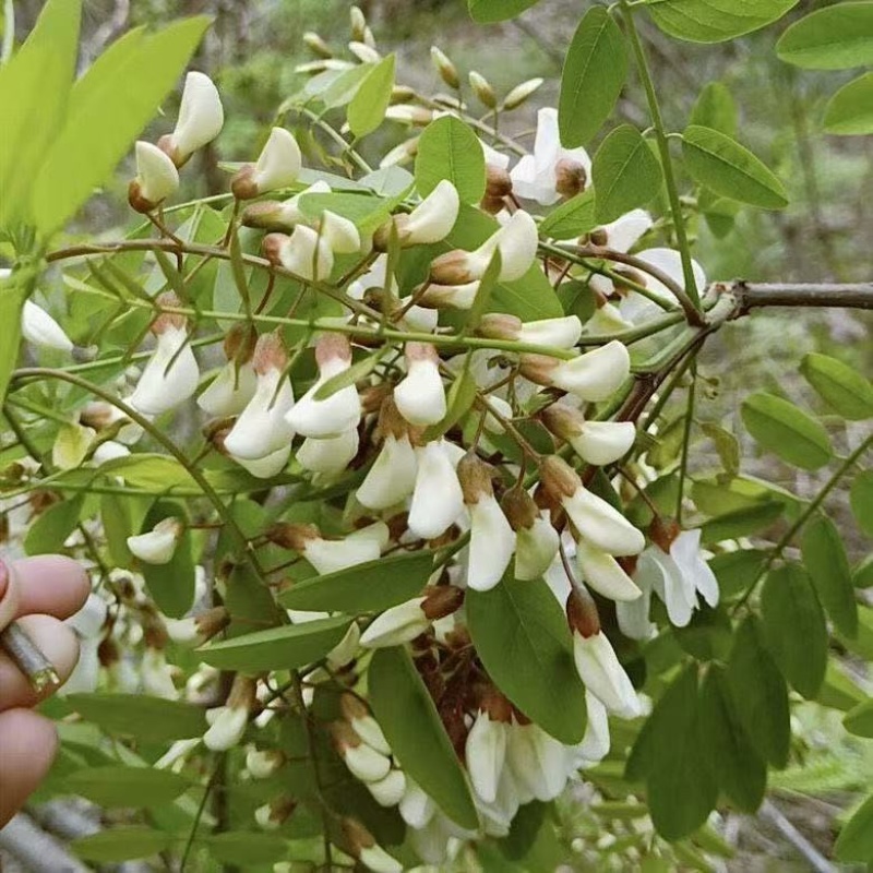新鲜槐花产地直发商超电商一件代发
