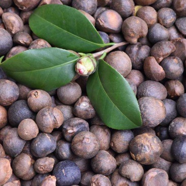 山茶油