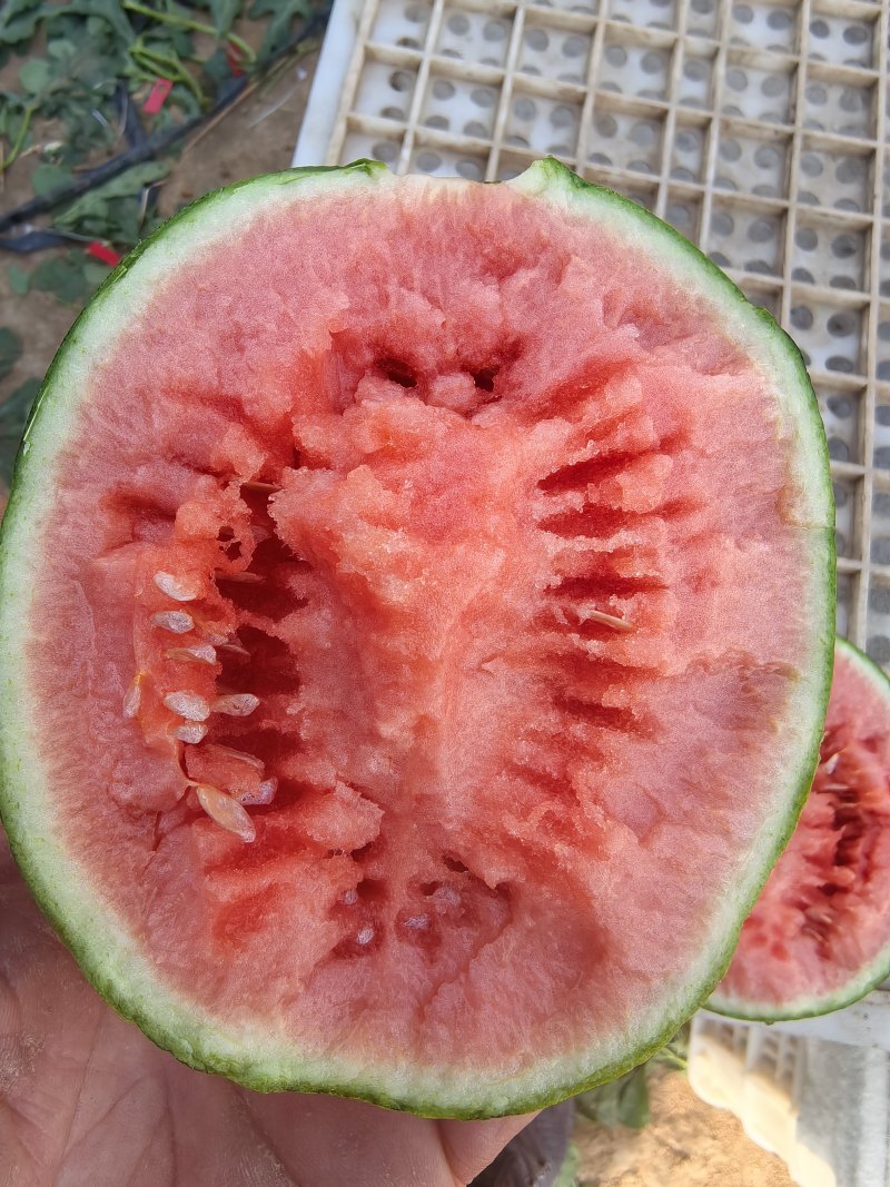 小吊瓜。