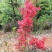 映山红苗【野生映山红，主要以红色为主】人些又称它野生杜鹃