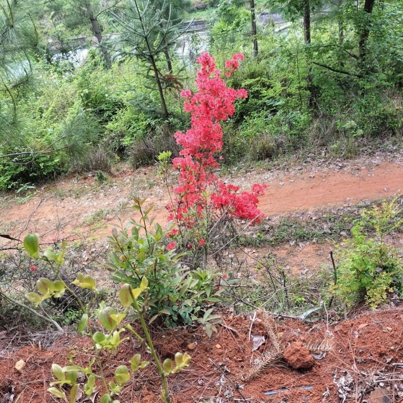 映山红苗【野生映山红，主要以红色为主】人些又称它野生杜鹃