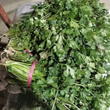 大叶香菜