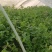 大叶香菜