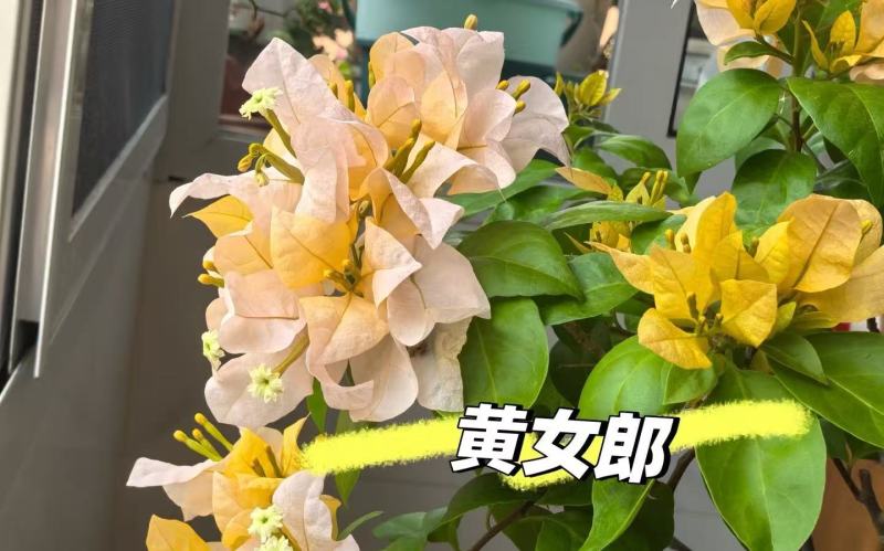 云南昆明三角梅苗营养杯苗自家育苗基地一手货源批发成活率高