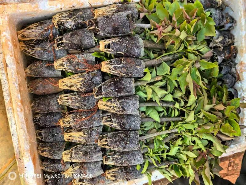 云南昆明三角梅苗营养杯苗自家育苗基地一手货源批发成活率高