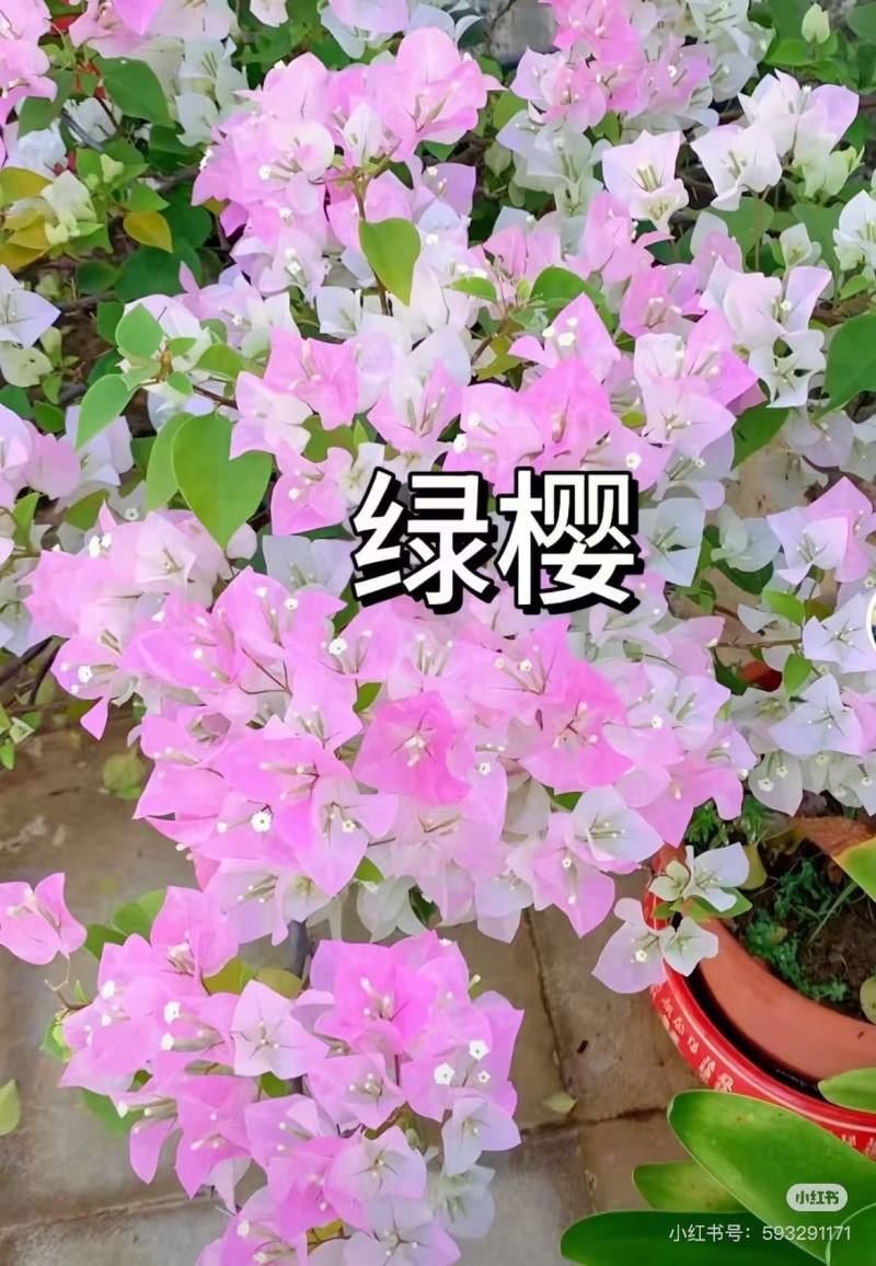 云南昆明三角梅苗营养杯苗自家育苗基地一手货源批发成活率高