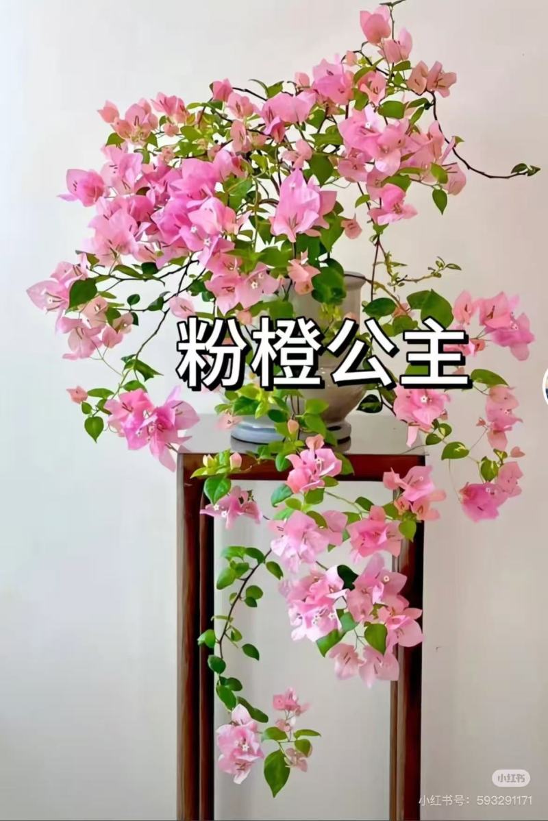 云南昆明三角梅苗营养杯苗自家育苗基地一手货源批发成活率高