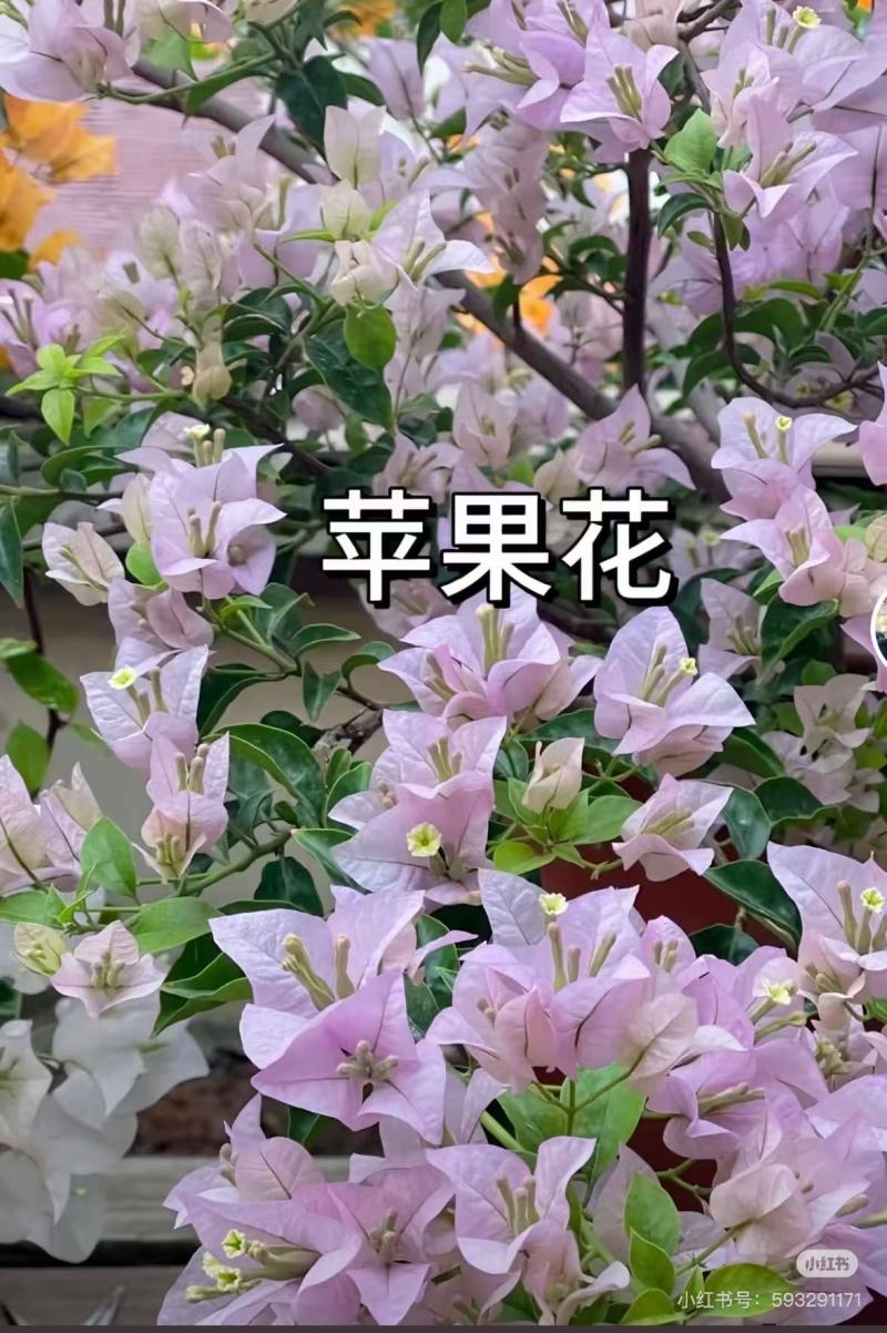 云南昆明三角梅苗营养杯苗自家育苗基地一手货源批发成活率高