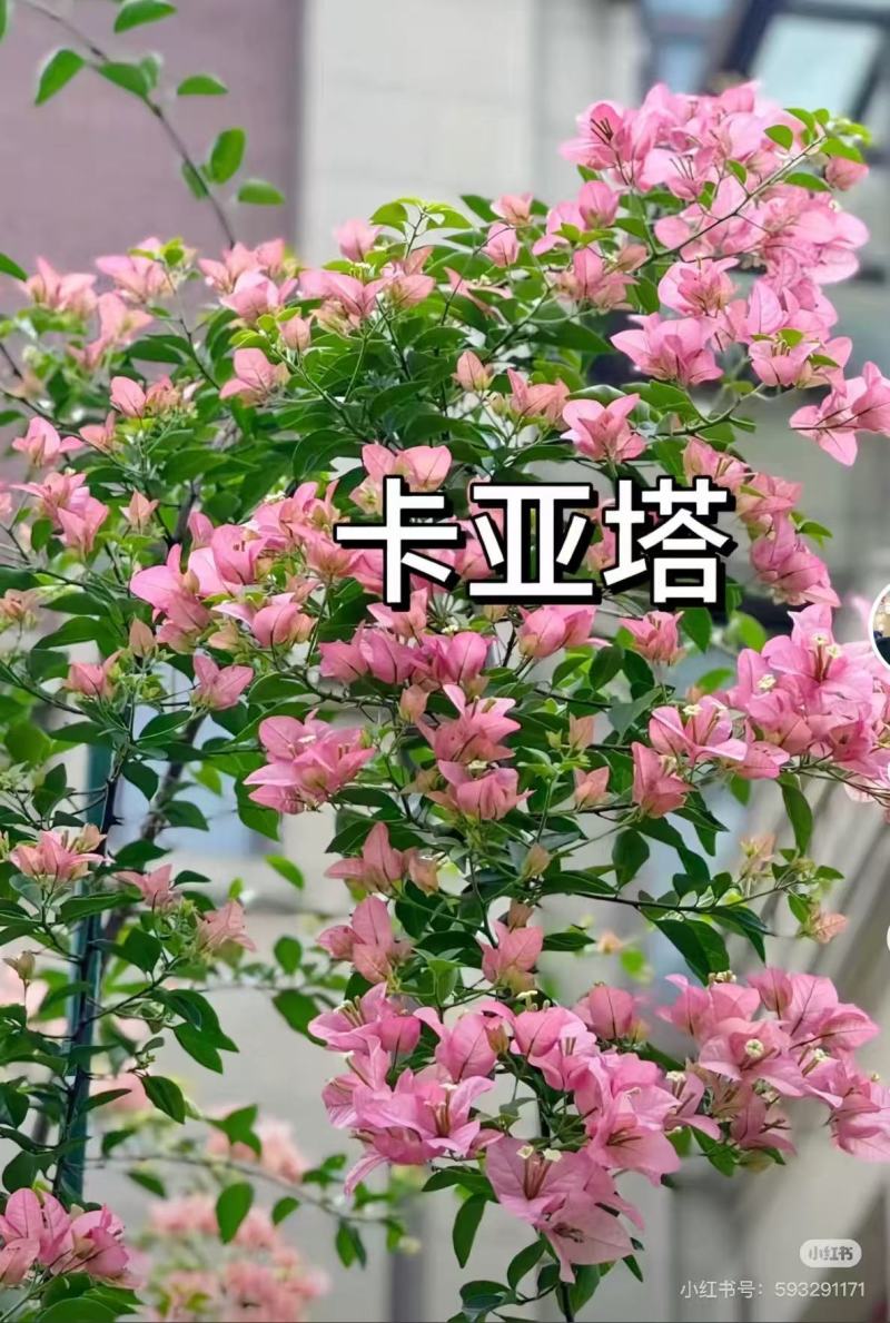 云南昆明三角梅苗营养杯苗自家育苗基地一手货源批发成活率高