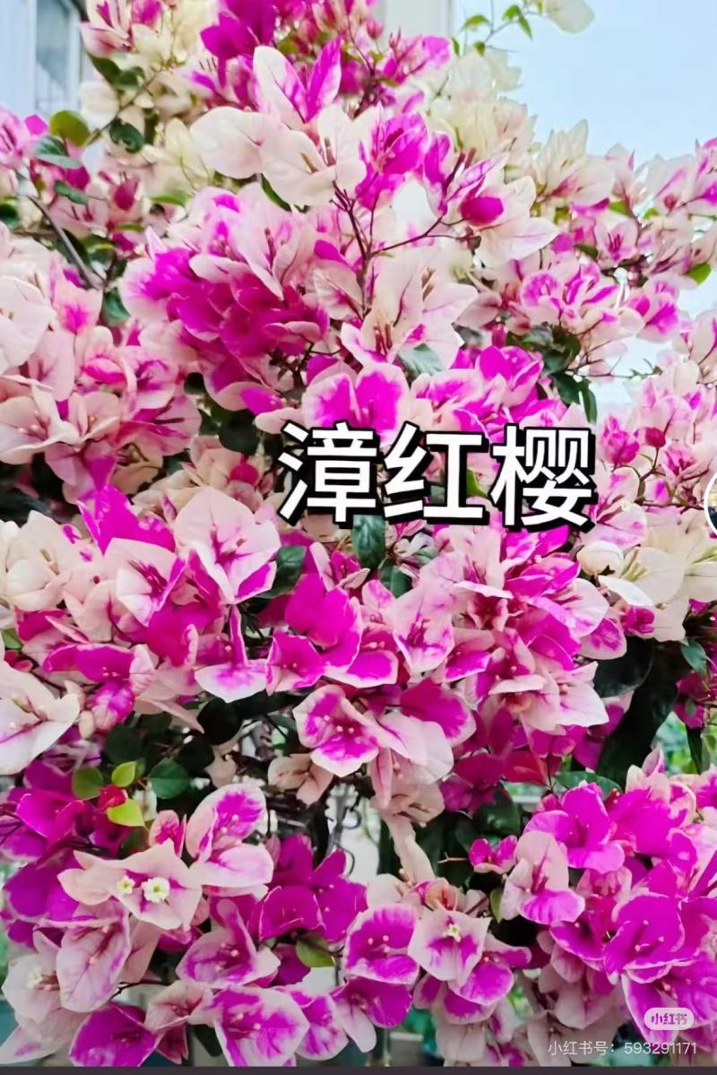 云南昆明三角梅苗营养杯苗自家育苗基地一手货源批发成活率高