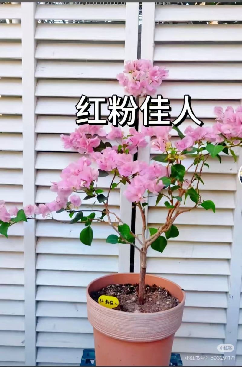 云南昆明三角梅苗营养杯苗自家育苗基地一手货源批发成活率高
