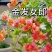 云南昆明三角梅苗营养杯苗自家育苗基地一手货源批发成活率高
