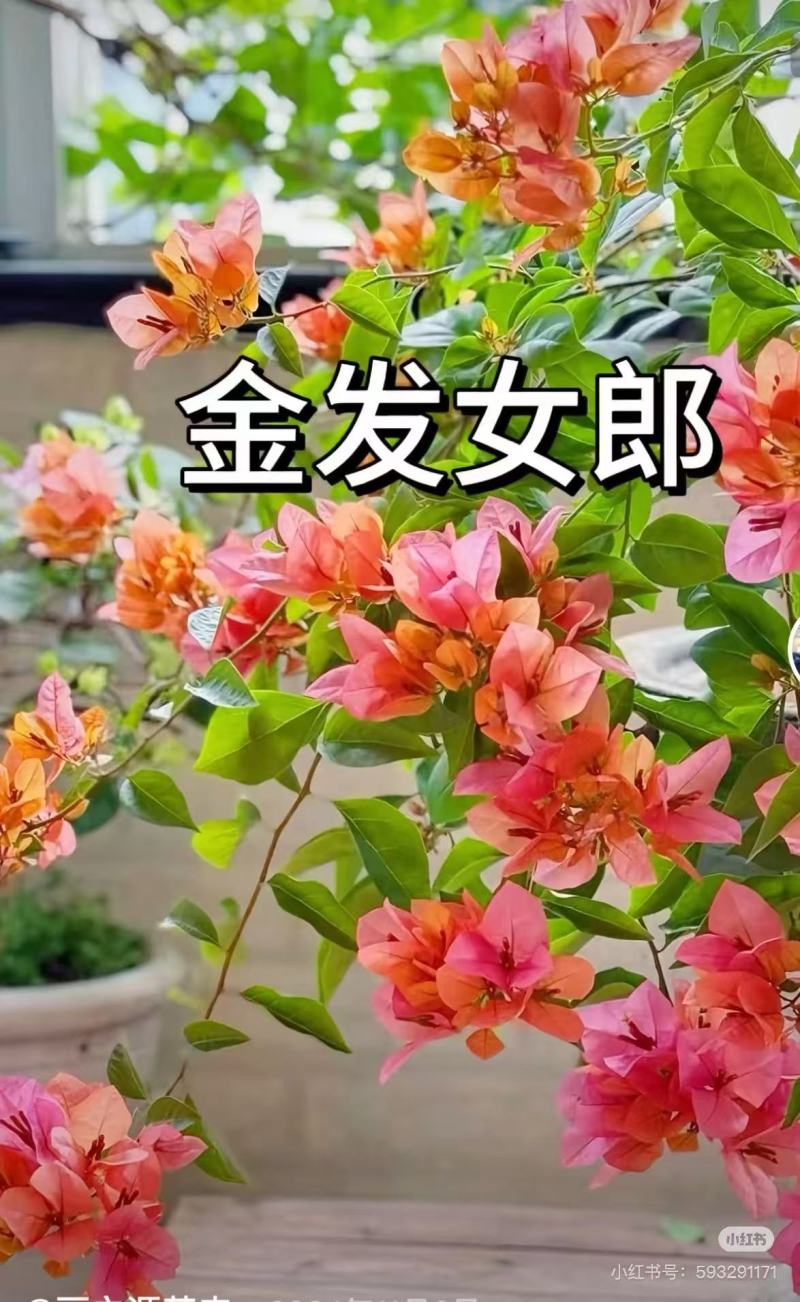 云南昆明三角梅苗营养杯苗自家育苗基地一手货源批发成活率高