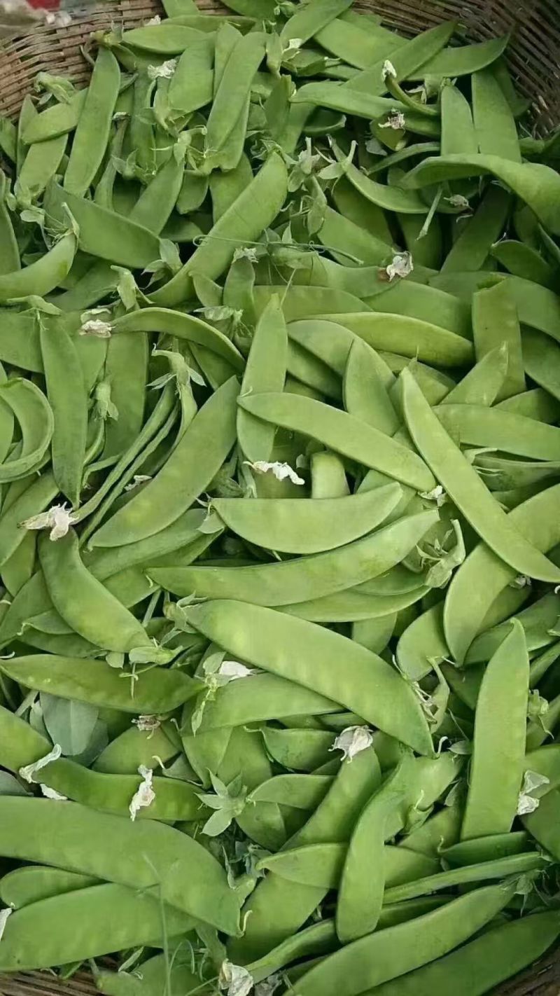荷兰豆菜豌豆产地直销，可供超市电商，质量保证诚信经营
