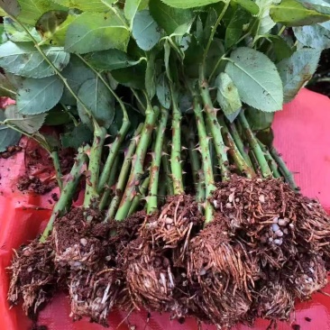 云南昆明月季花苗玫瑰系列品种多样自家育苗基地包成活包运输