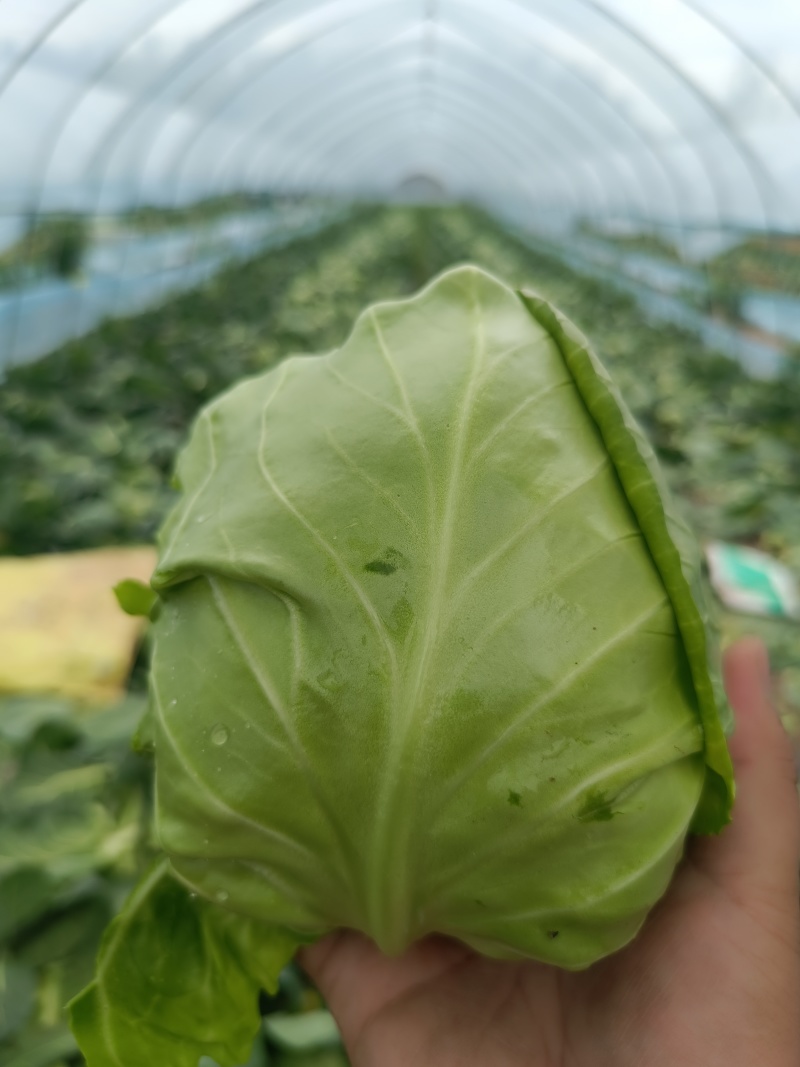 甘蓝开始供应发往全国各地质量保证，商场食堂工厂都有！