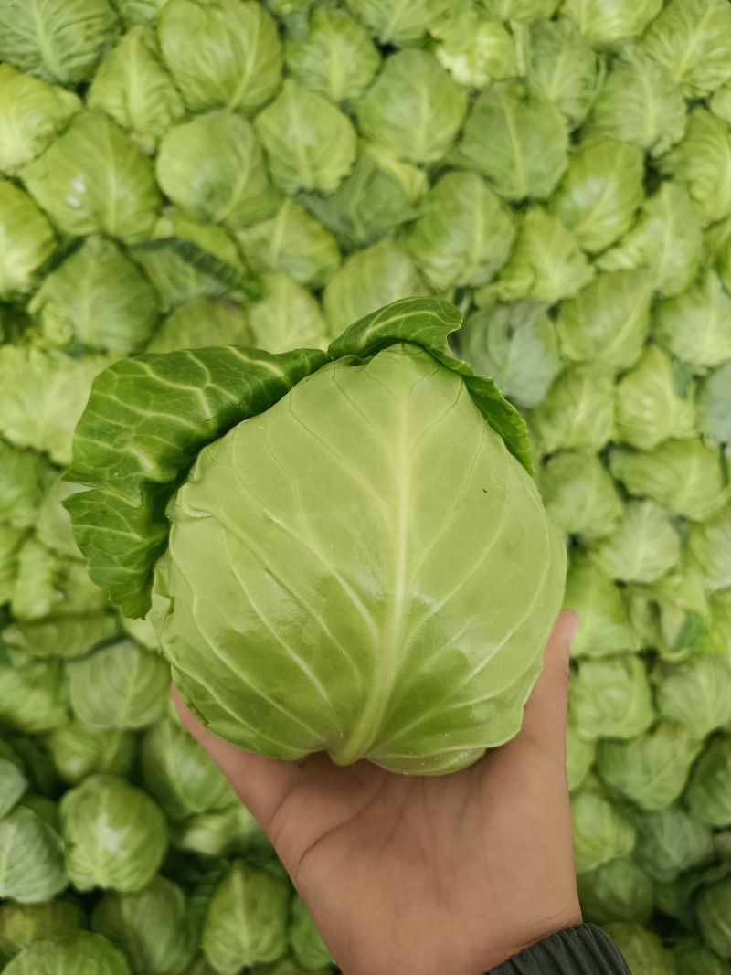 甘蓝开始供应发往全国各地质量保证，商场食堂工厂都有！