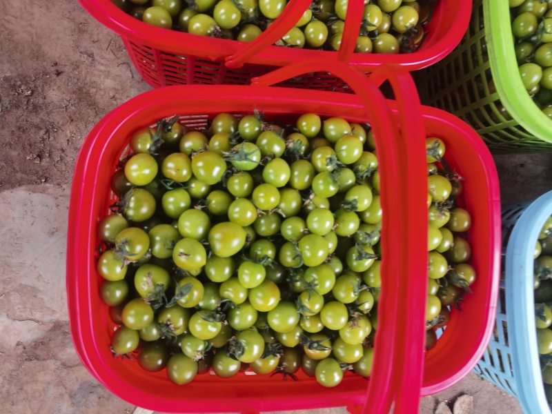 圣女果