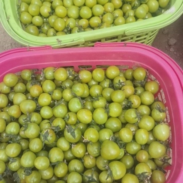 圣女果