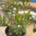 蓝莓树盆栽地栽大量现货基地直发提供种植技术指导