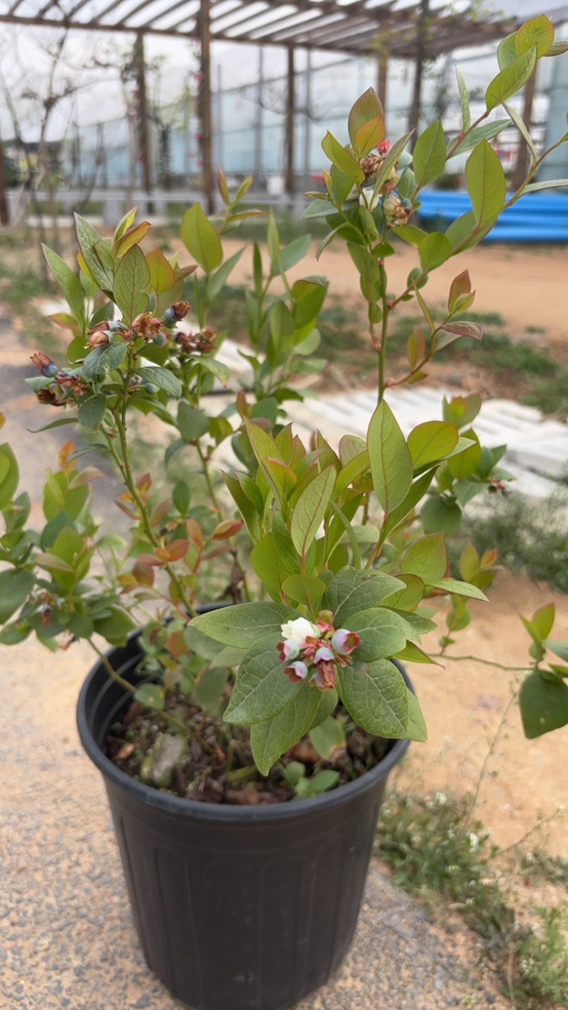 蓝莓树盆栽地栽大量现货基地直发提供种植技术指导