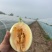 海沙蜜瓜