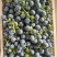 山东蓝莓L11大量上市产地直供量大价优
