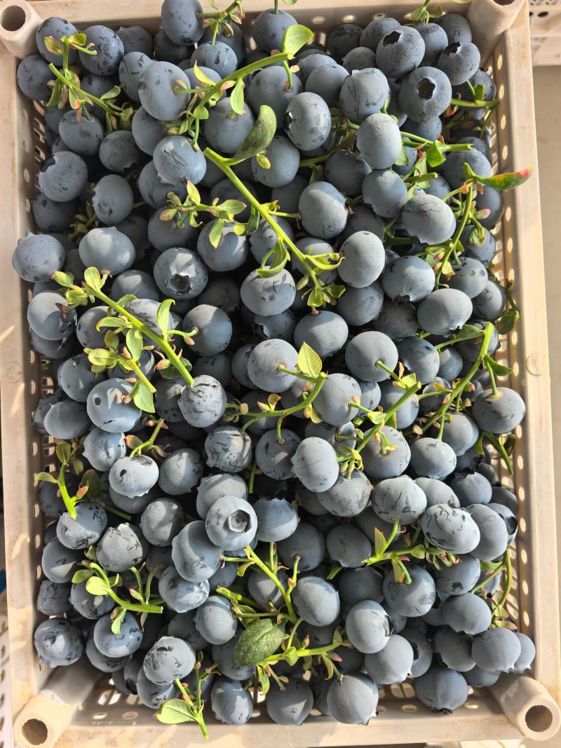 山东蓝莓L11大量上市产地直供量大价优