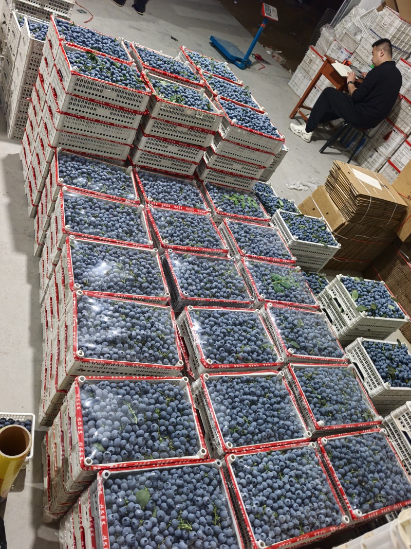 山东蓝莓L11大量上市产地直供量大价优