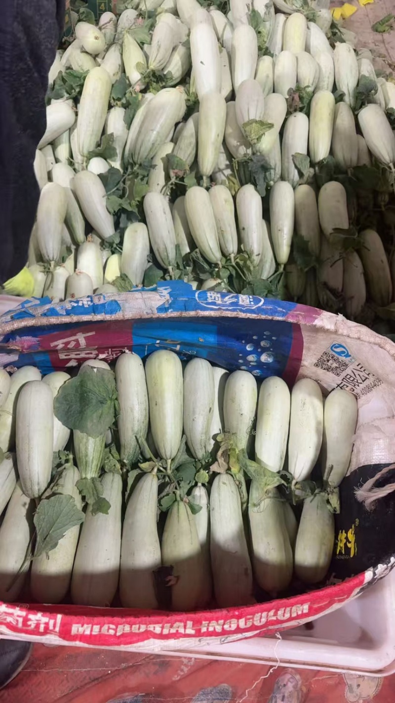 山东沂蒙山费县产地博洋九羊角蜜绿宝石星甜大量上市