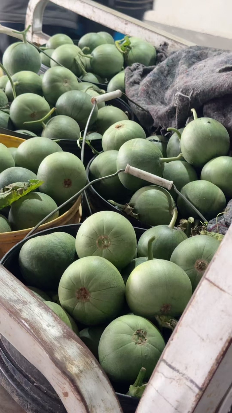 山东沂蒙山费县产地博洋九羊角蜜绿宝石星甜大量上市