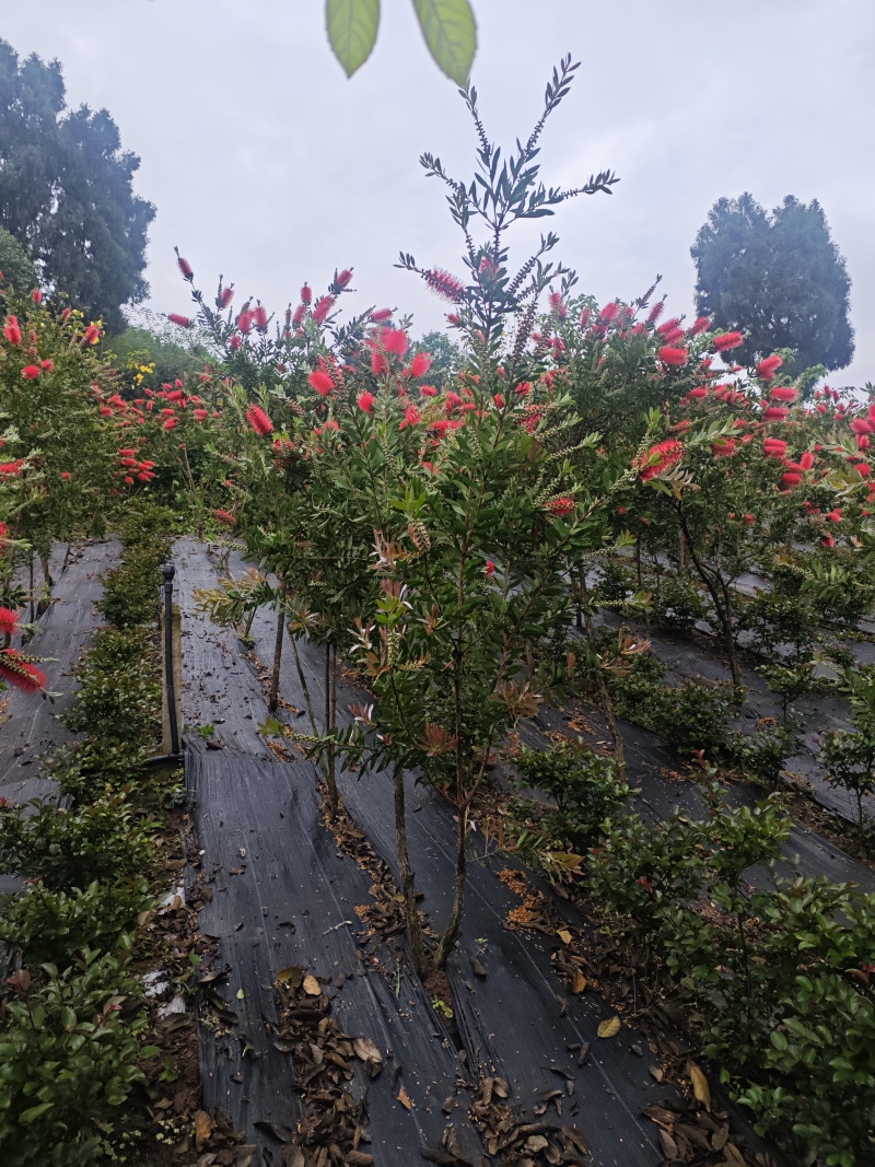 红千层