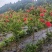 红千层