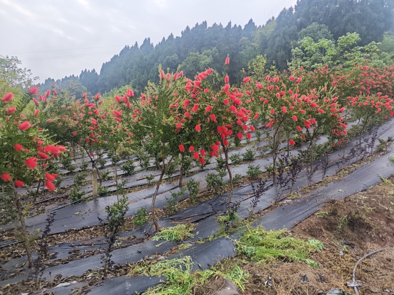 红千层
