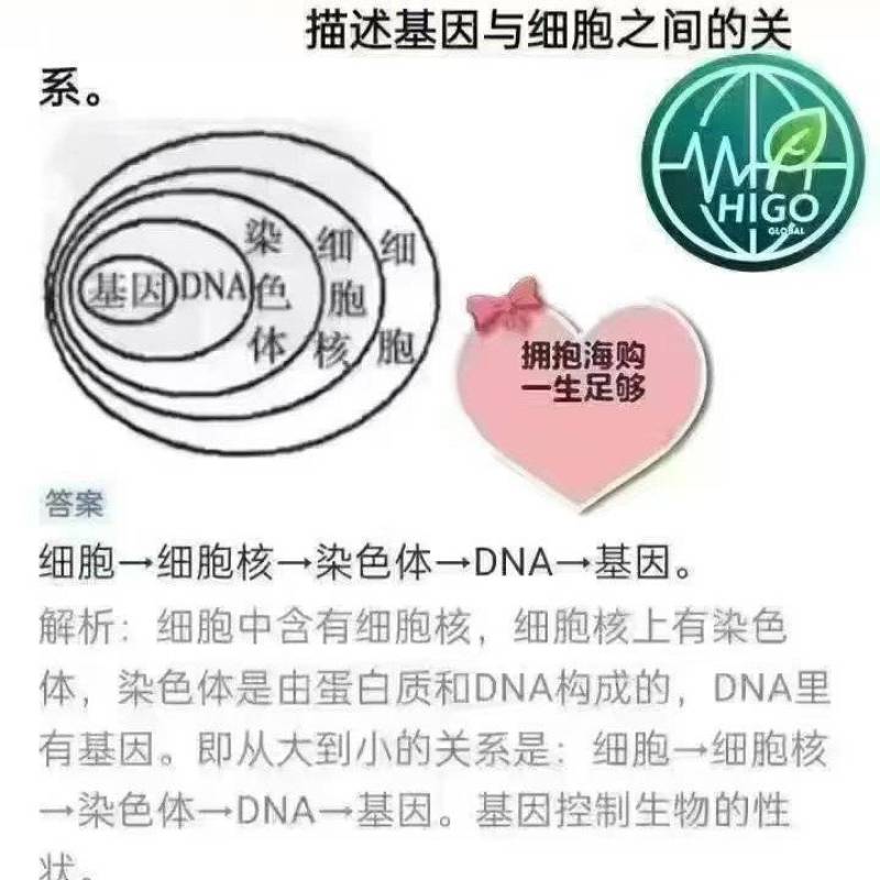 美国进口基因调理身体健康产品